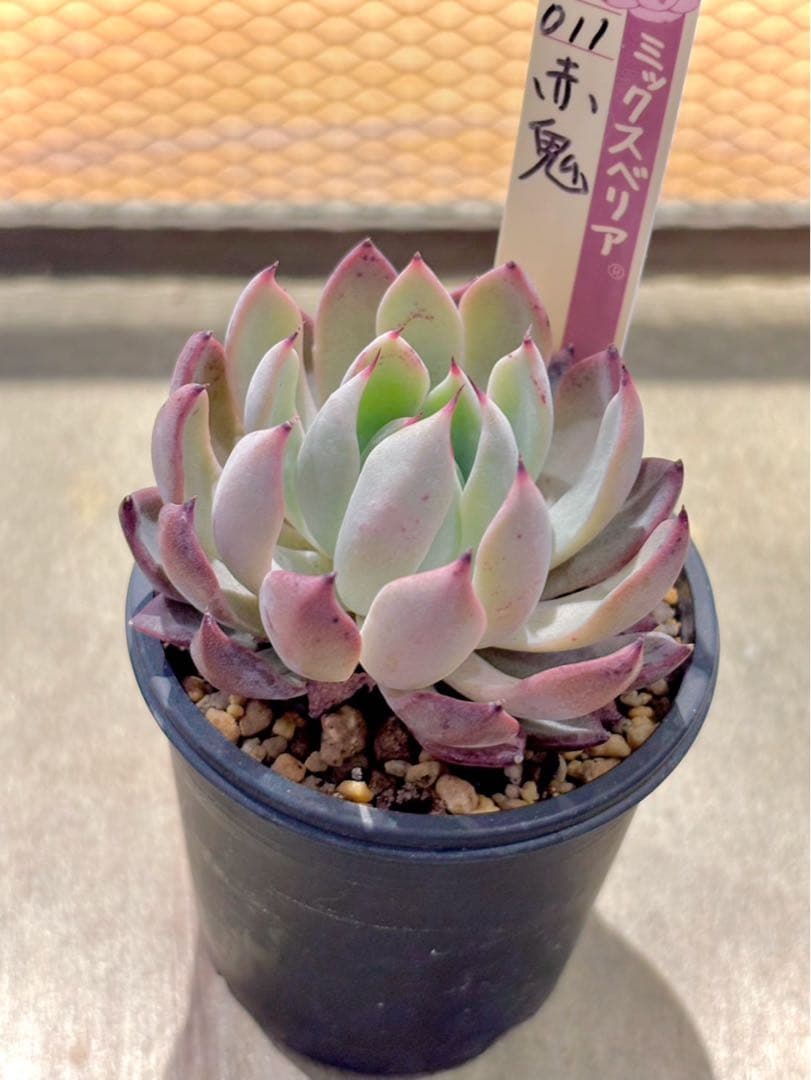 仕*す様 札付き　赤鬼　青鬼　抜き苗セット　多肉植物　エケベリア　ミックスベリア