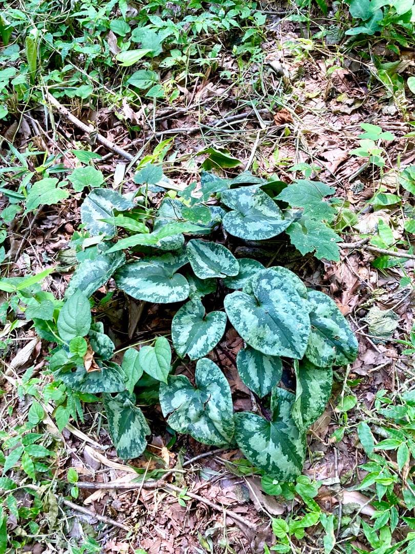 天然/野生＊里山自生【カンアオイ/寒葵/斑入り】山野草/東京檜原村産/完全無農薬
