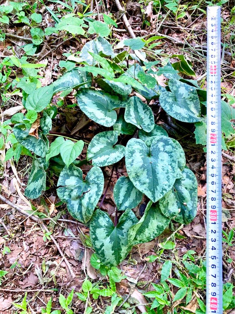 天然/野生＊里山自生【カンアオイ/寒葵/斑入り】山野草/東京檜原村産/完全無農薬