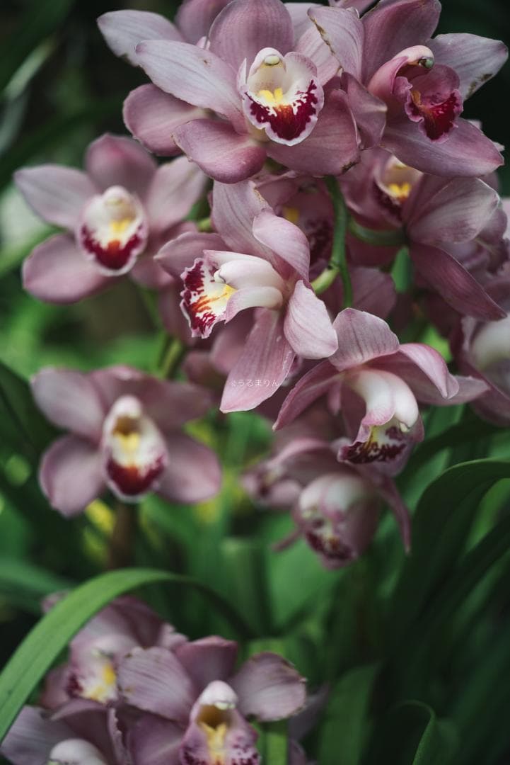 奇抜な銀レンズ！東京光学 Topcor 50mm F3.5 オールドレンズ