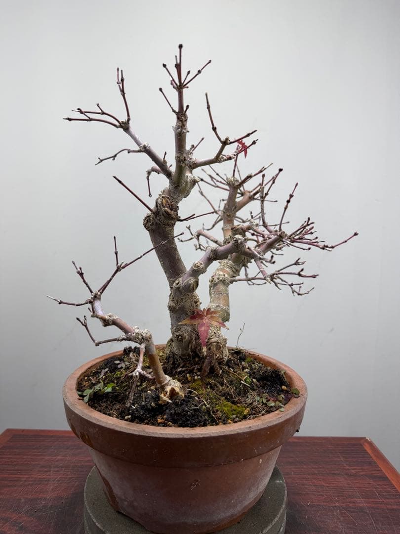 【ガチ盆栽】実生清玄 セイゲン　もみじ　品種保証