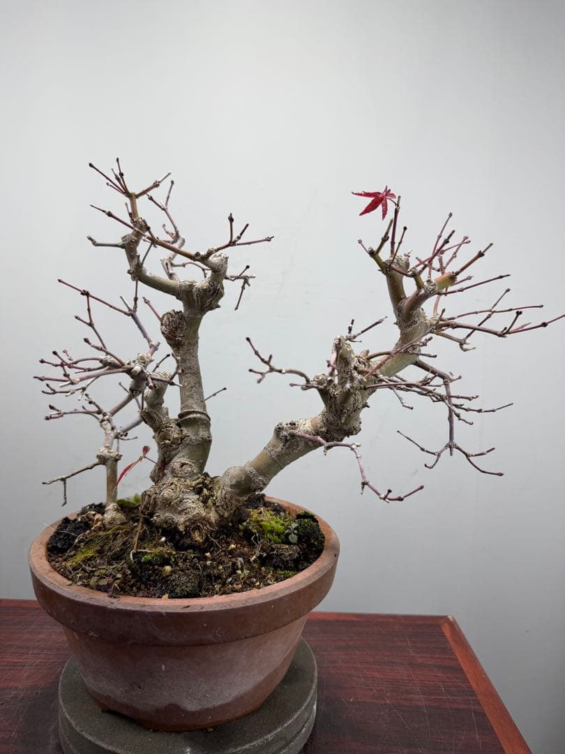 【ガチ盆栽】実生清玄 セイゲン　もみじ　品種保証