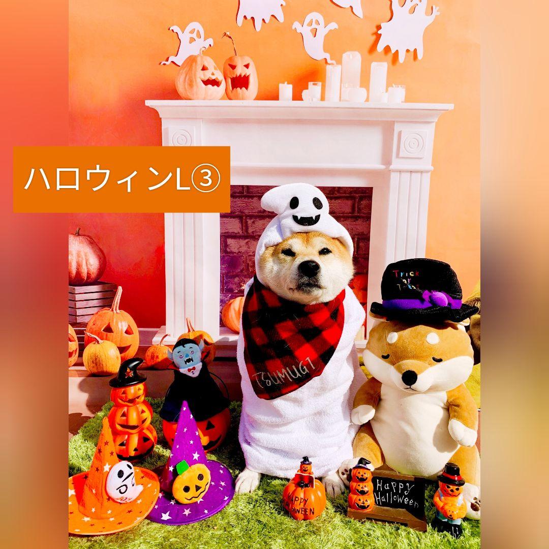 業務用トリミングチョーカー+背景布　ペット撮影用フォトブース　ハロウィン