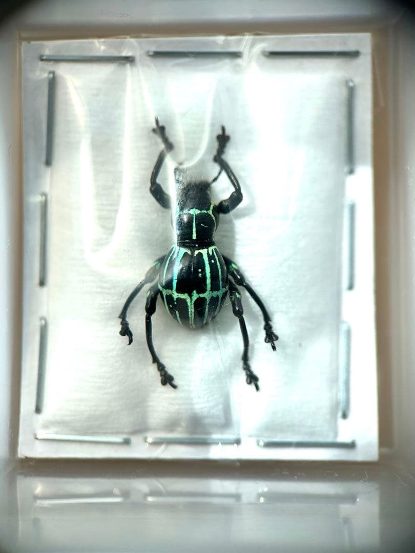 09153 美麗標本　カタゾウムシ