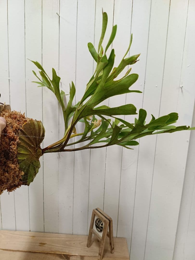 plants selectページK282【板付！】ビカクシダ リドレイ