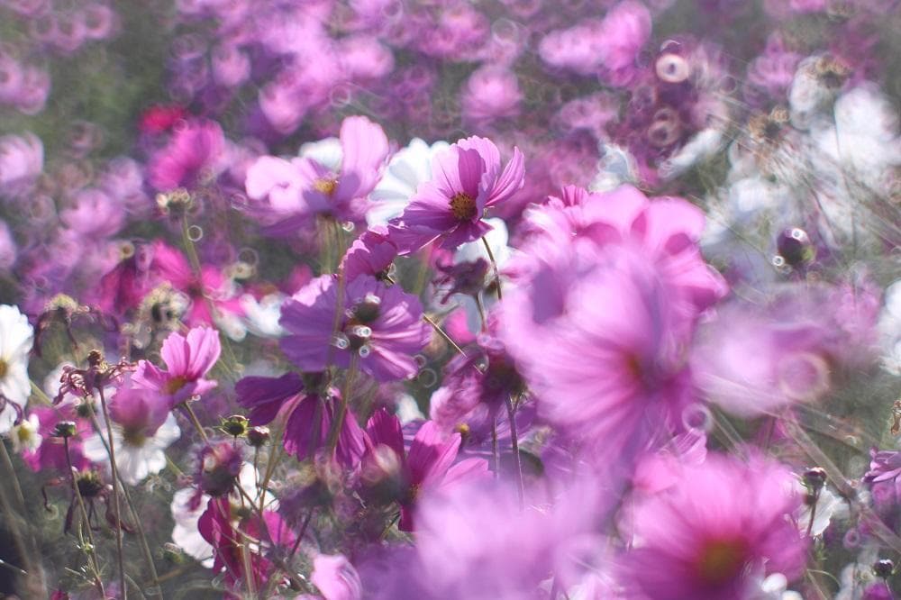 Super Takumar 55mm F1.8 宝石レンズ リングボケ