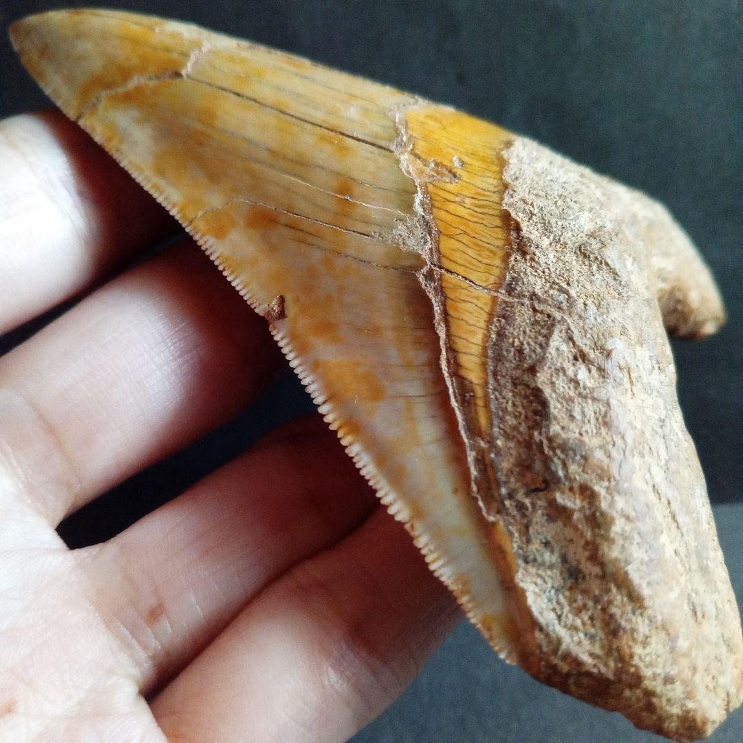 サメの歯　化石標本　メガロドン　イエロー　ナチュラル歯　108mm