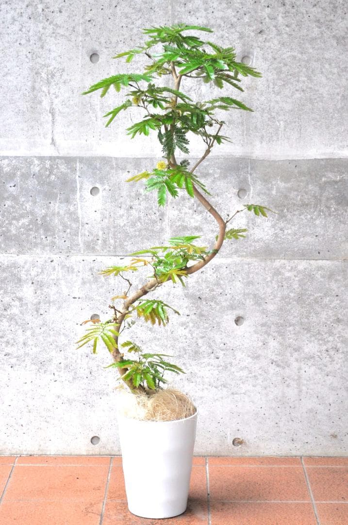 エバーフレッシュ 138cm８号 S-shaped tree form