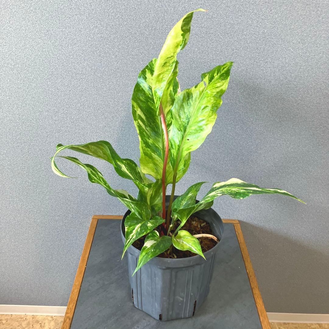 超希少❗️サイズ大❗️アンスリウム　ルネッサンス　斑入り✨