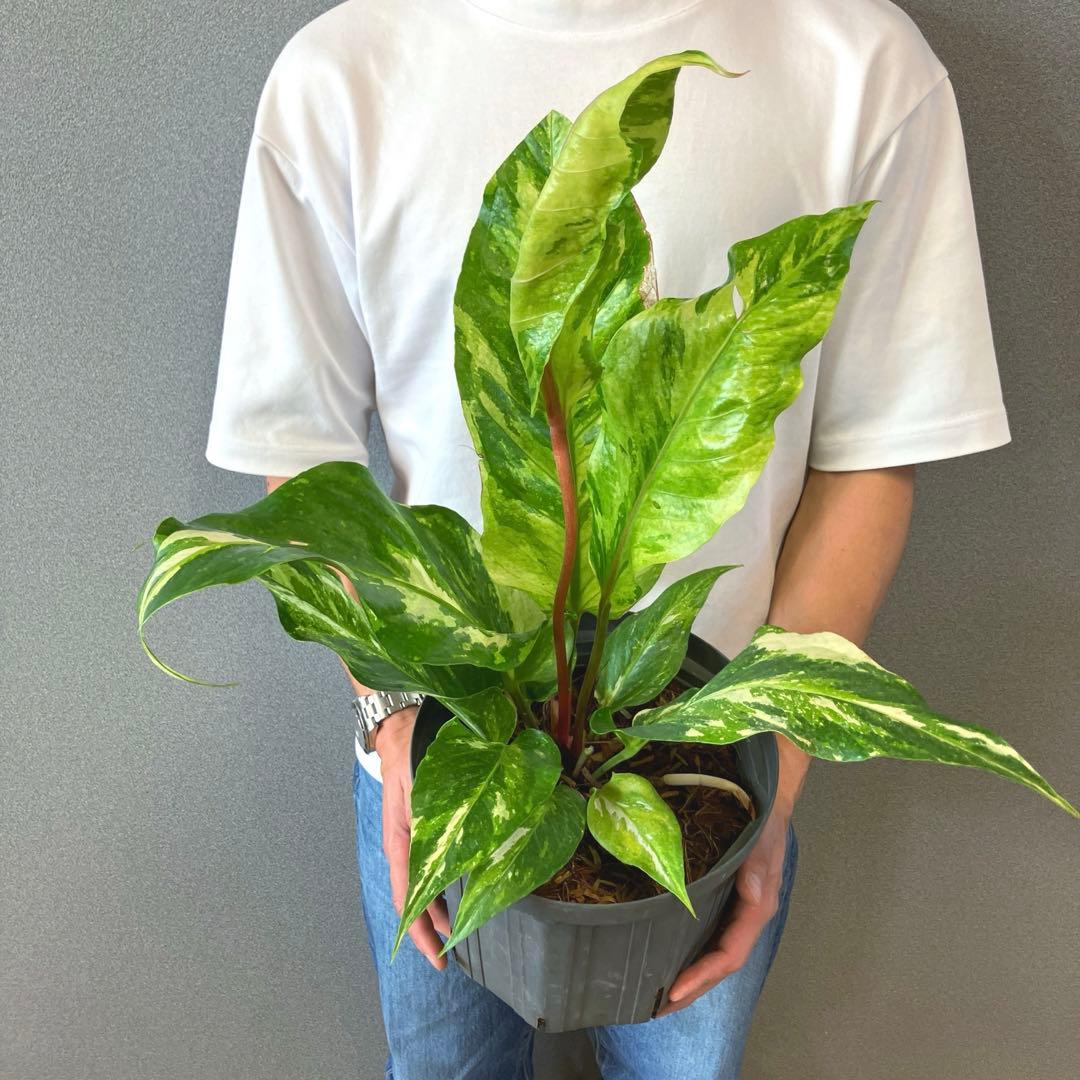 超希少❗️サイズ大❗️アンスリウム　ルネッサンス　斑入り✨