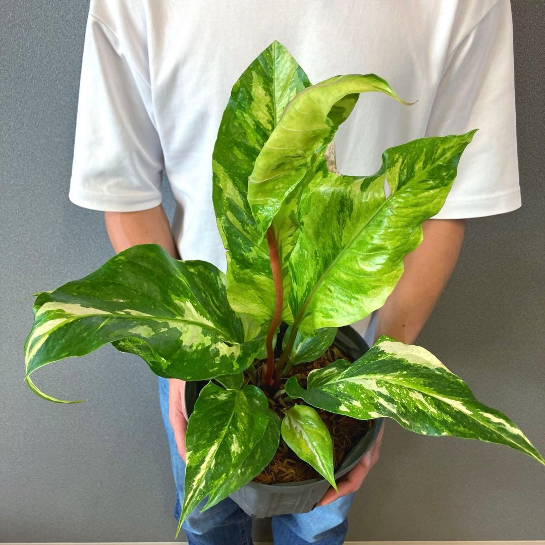 超希少❗️サイズ大❗️アンスリウム　ルネッサンス　斑入り✨