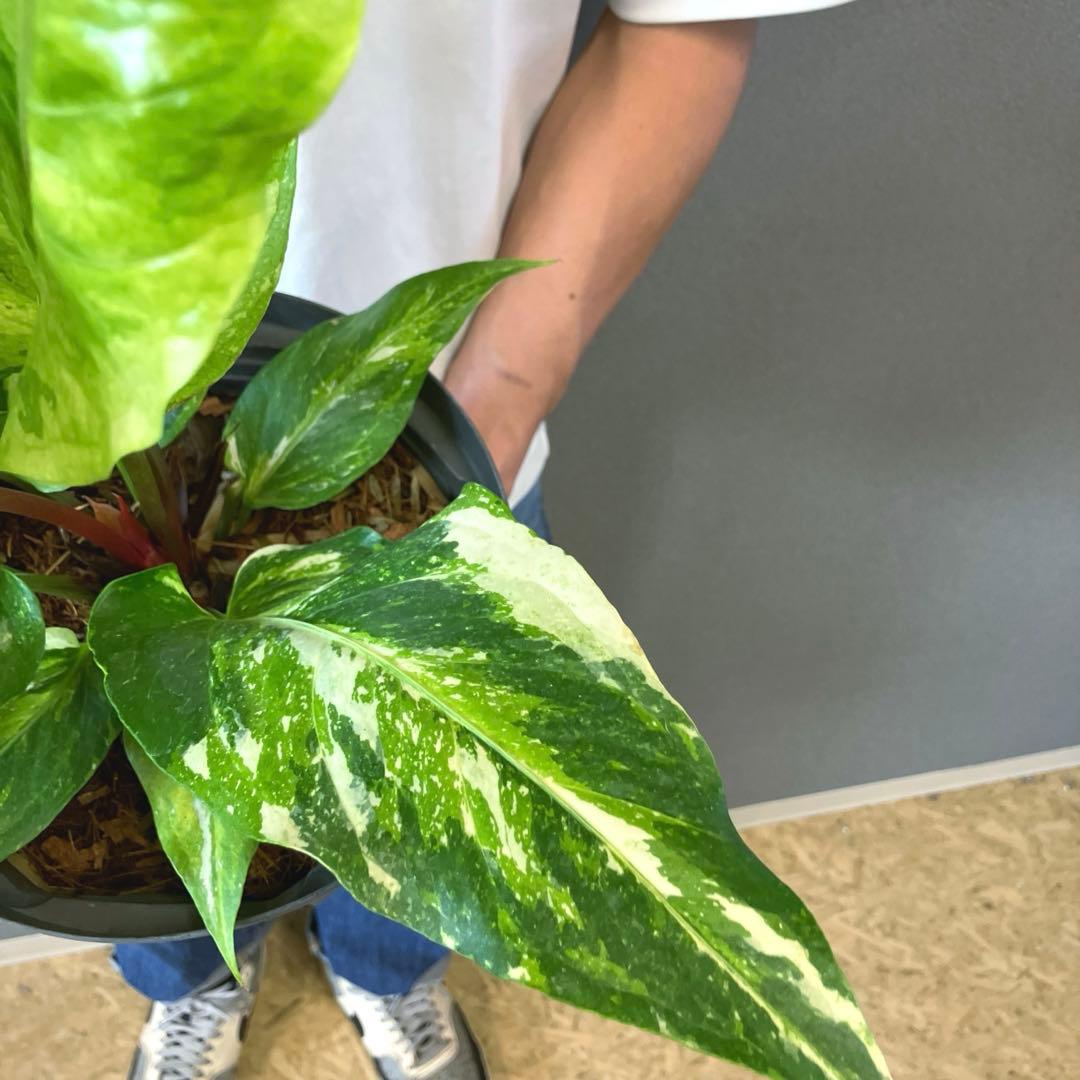 超希少❗️サイズ大❗️アンスリウム　ルネッサンス　斑入り✨