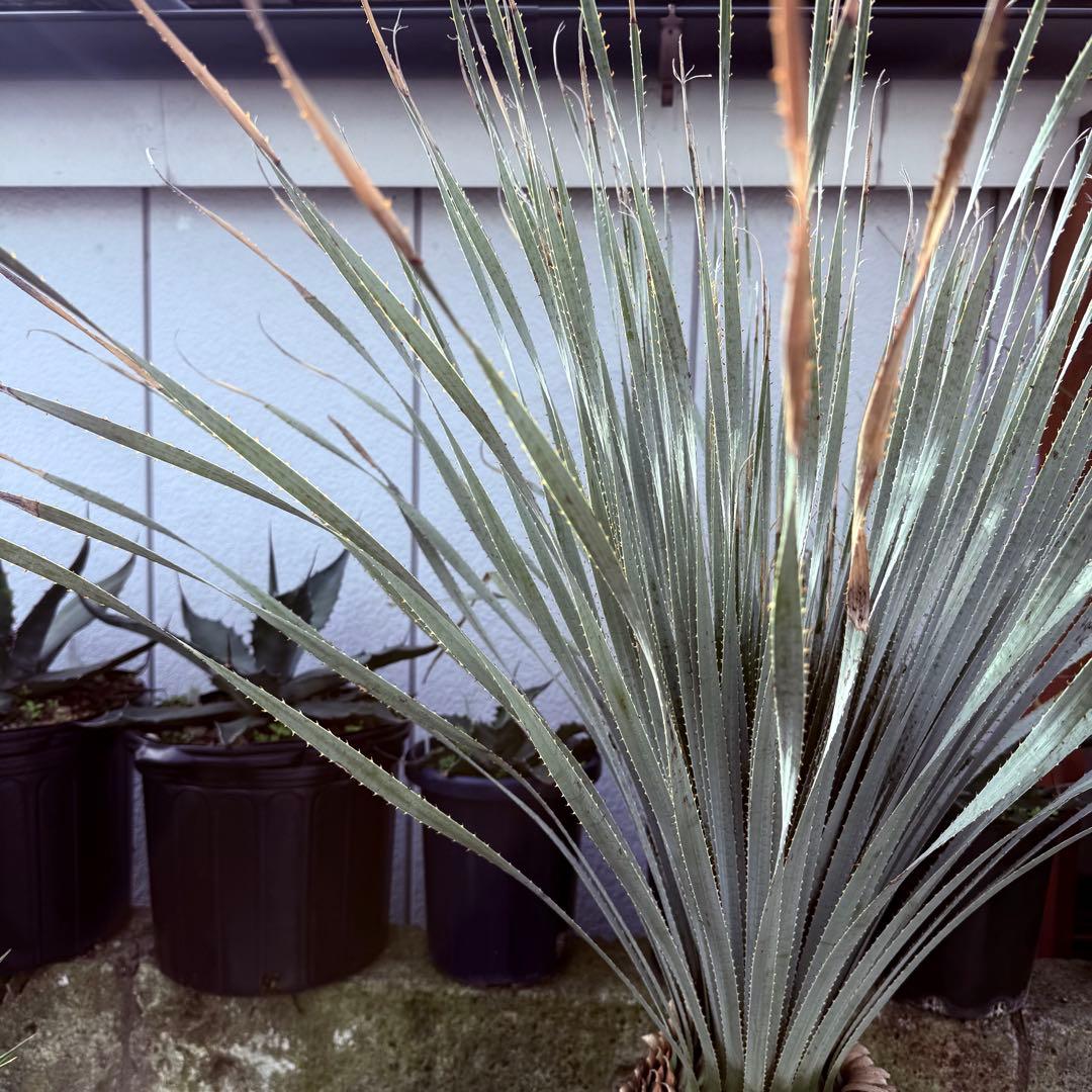 グラウコフィラム　ダシリリオン　観葉植物　ドライガーデン