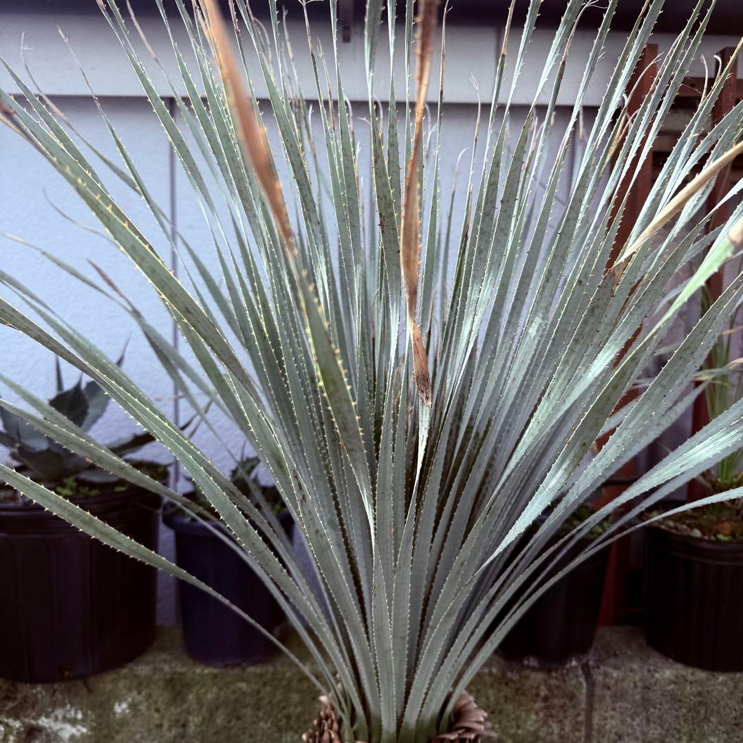 グラウコフィラム　ダシリリオン　観葉植物　ドライガーデン