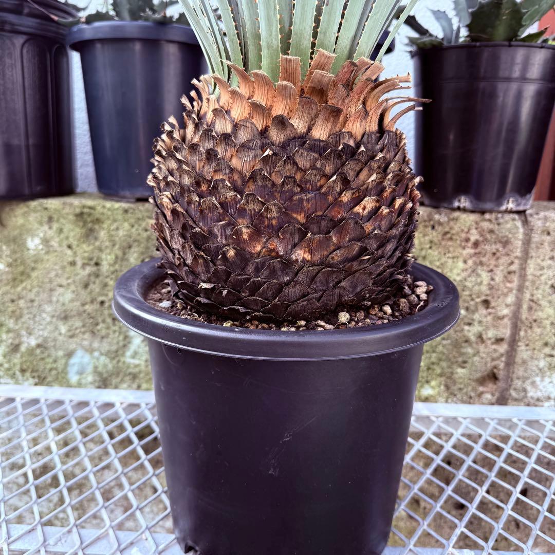 グラウコフィラム　ダシリリオン　観葉植物　ドライガーデン