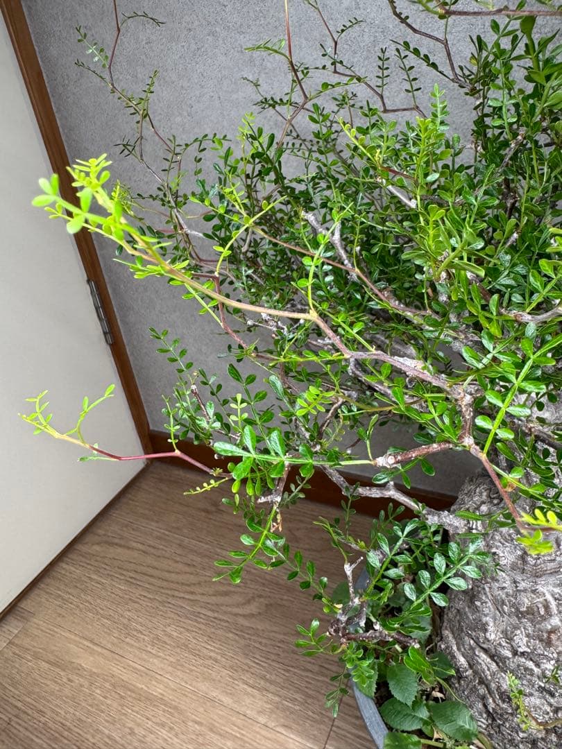 塊根植物・コーデックス Kawasakiz1