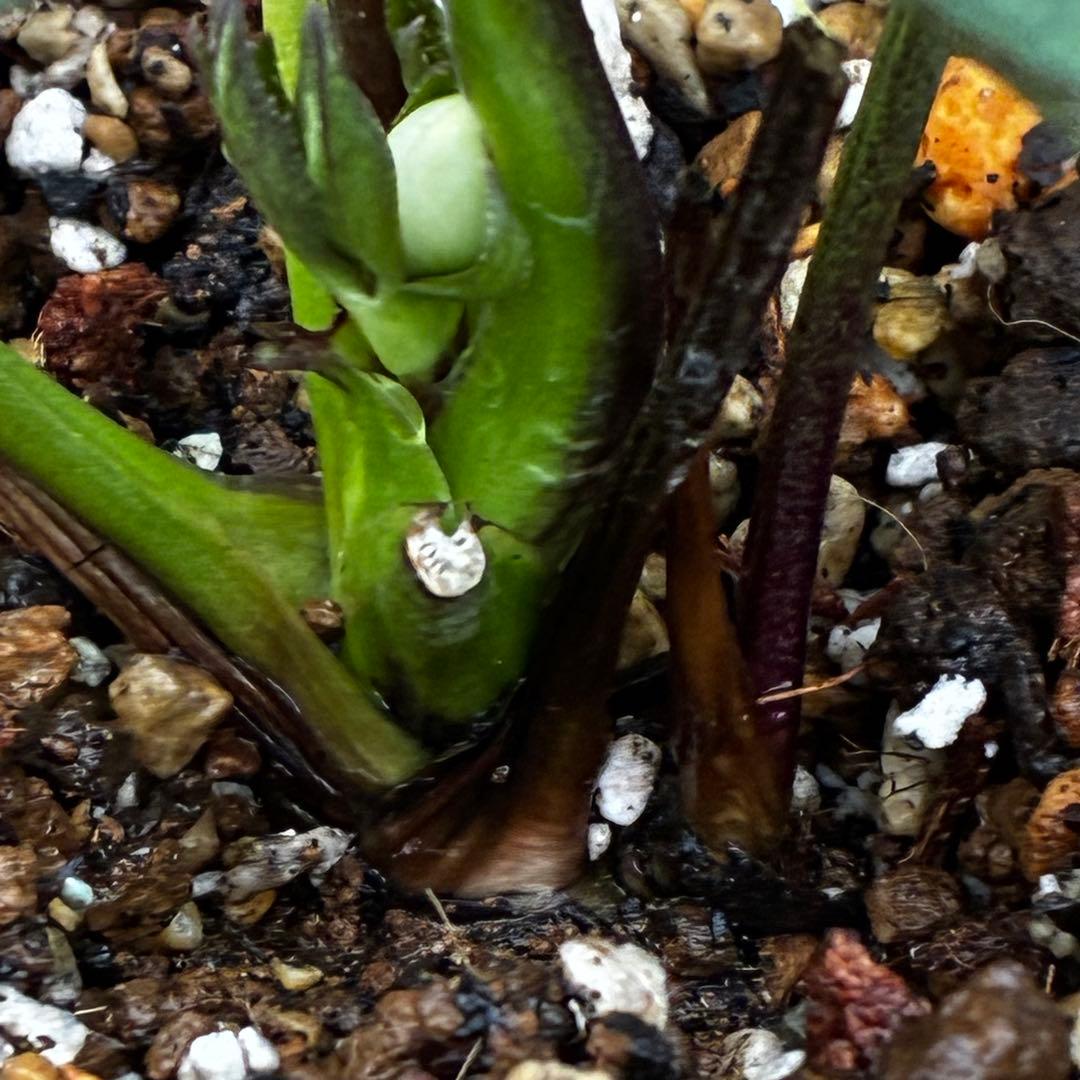 ま*ぎ様 3471☘️花、タグ付き☘️⭐️ポーセリン⭐️繊細柄⭐️小輪⭐️渋葉⭐