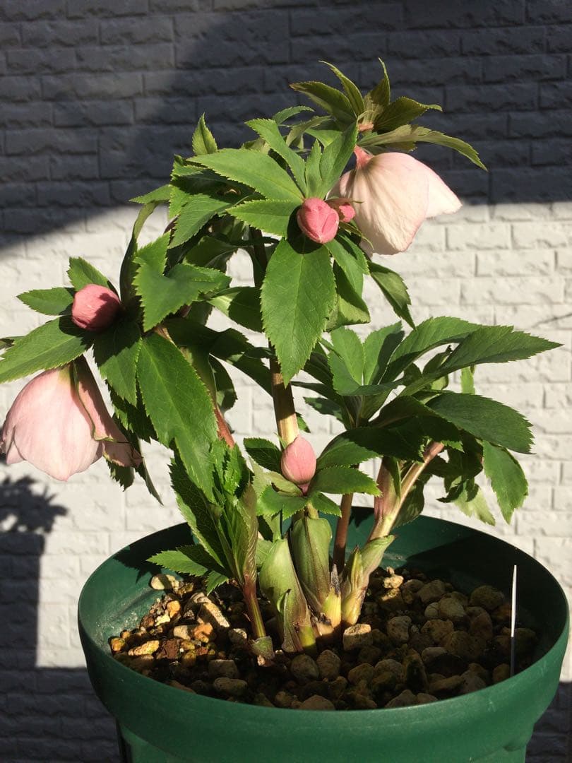 クリスマスローズ　ヨシノ