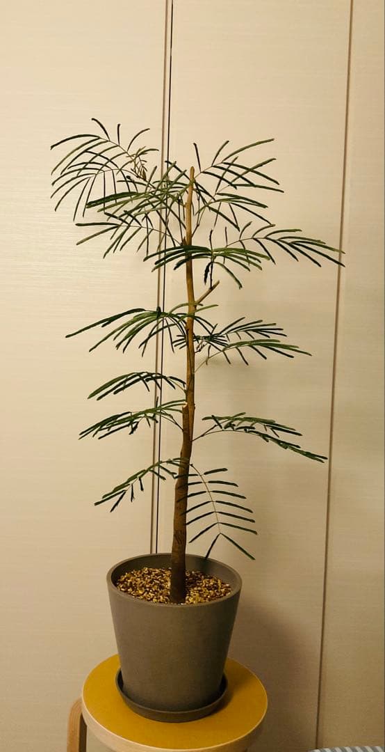 幹太エバーフレッシュ　大型　観葉植物　8号鉢