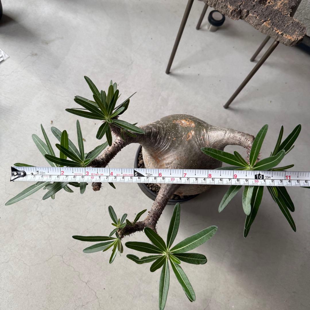 【現地球・発根済み】パキポディウム・グラキリス 極太塊根 迫力のフォルム