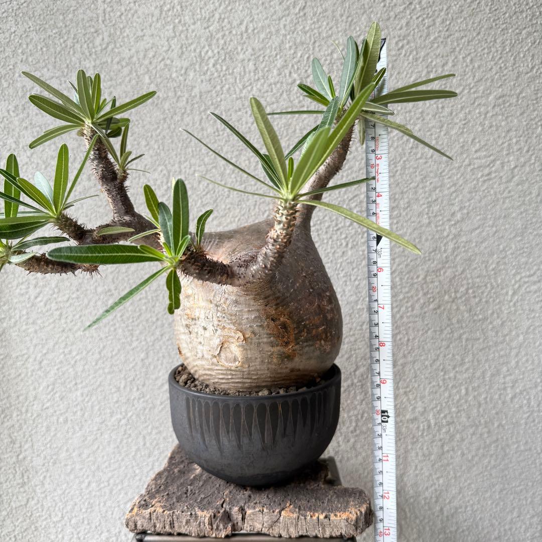 【現地球・発根済み】パキポディウム・グラキリス 極太塊根 迫力のフォルム