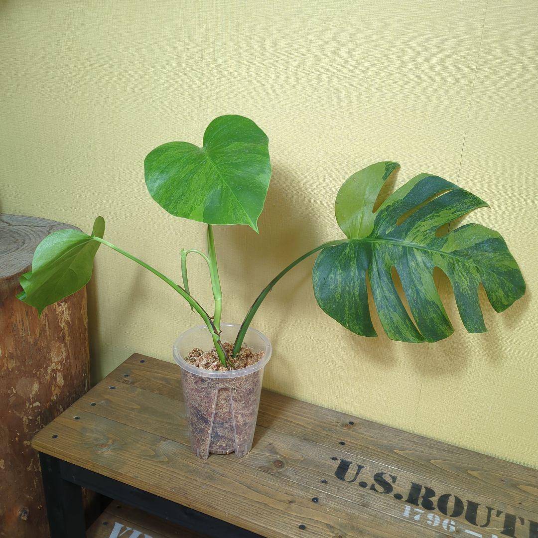 モンステラ・ポトス Monstera borsigiana Green on Green