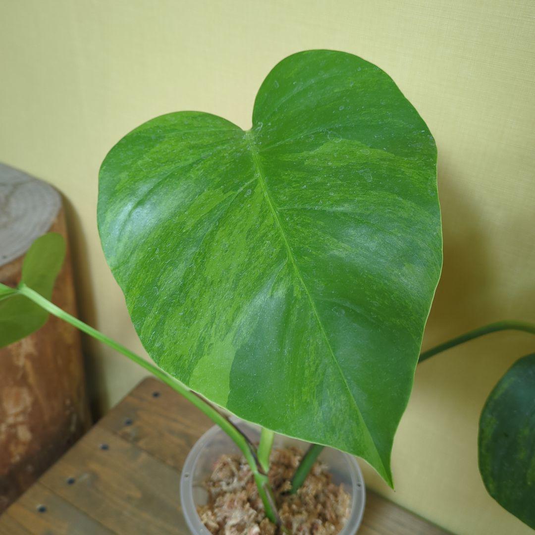 モンステラ・ポトス Monstera borsigiana Green on Green