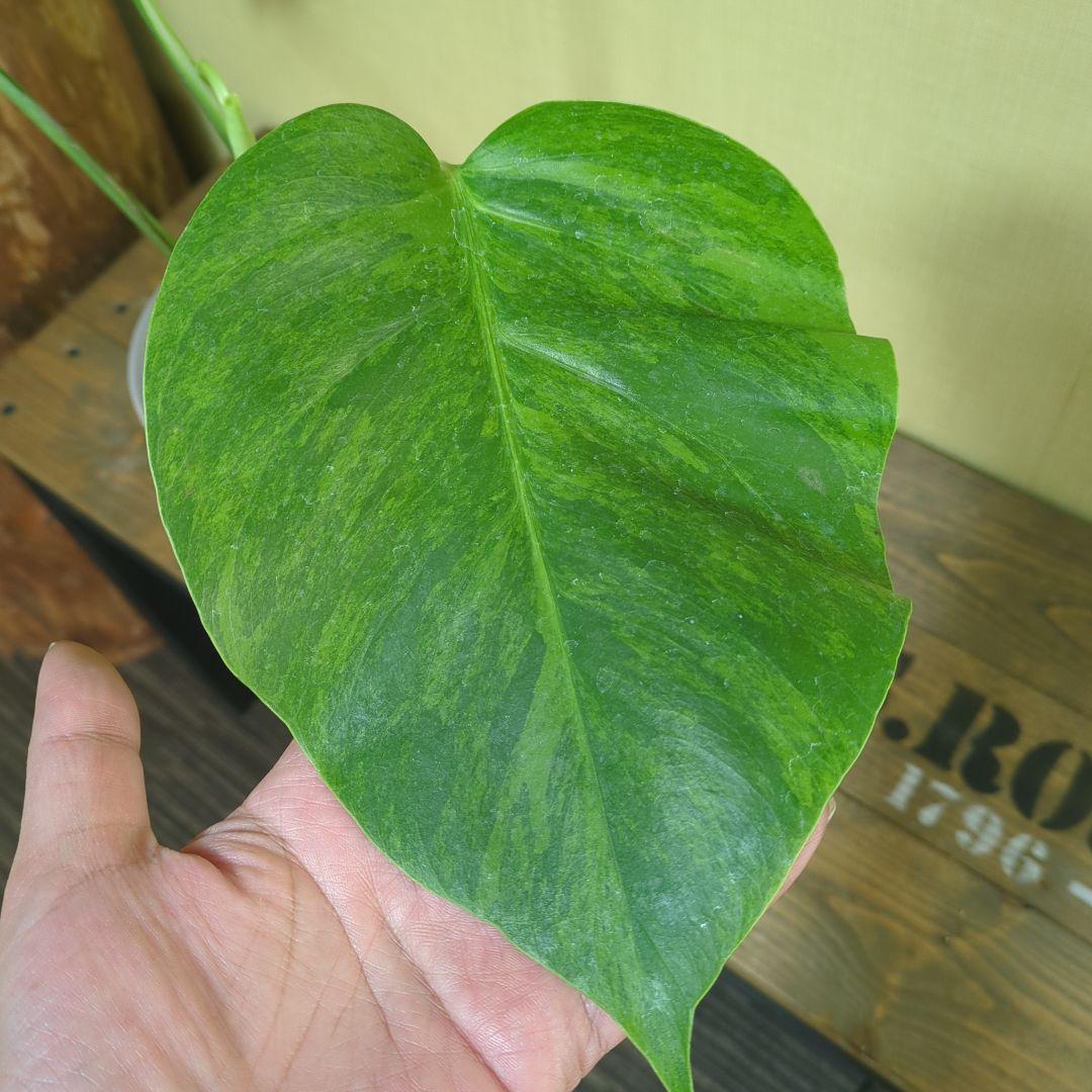 モンステラ・ポトス Monstera borsigiana Green on Green