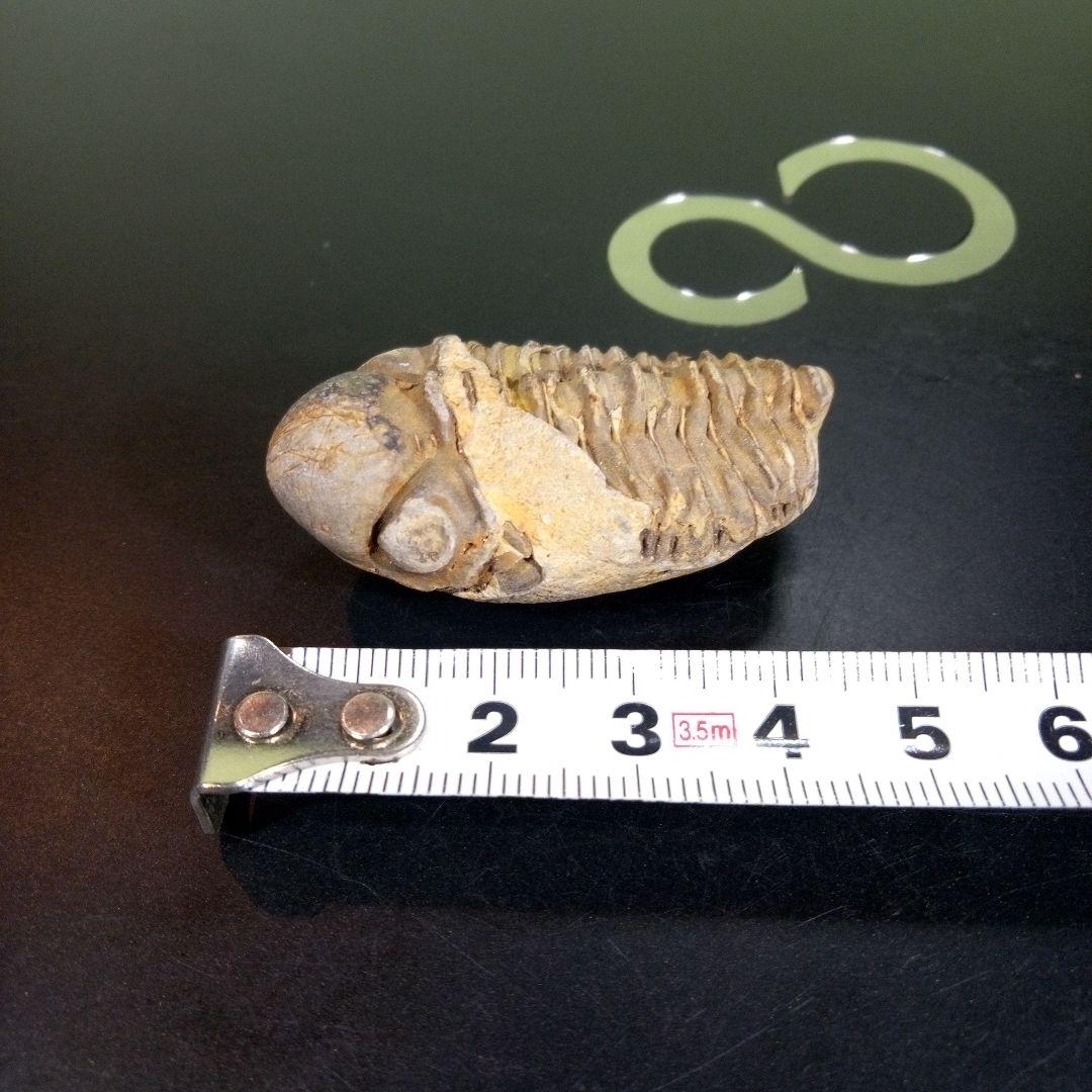 三葉虫　化石　fossil　ボリビア　trilobite　三葉虫綱　三葉虫管理⑧