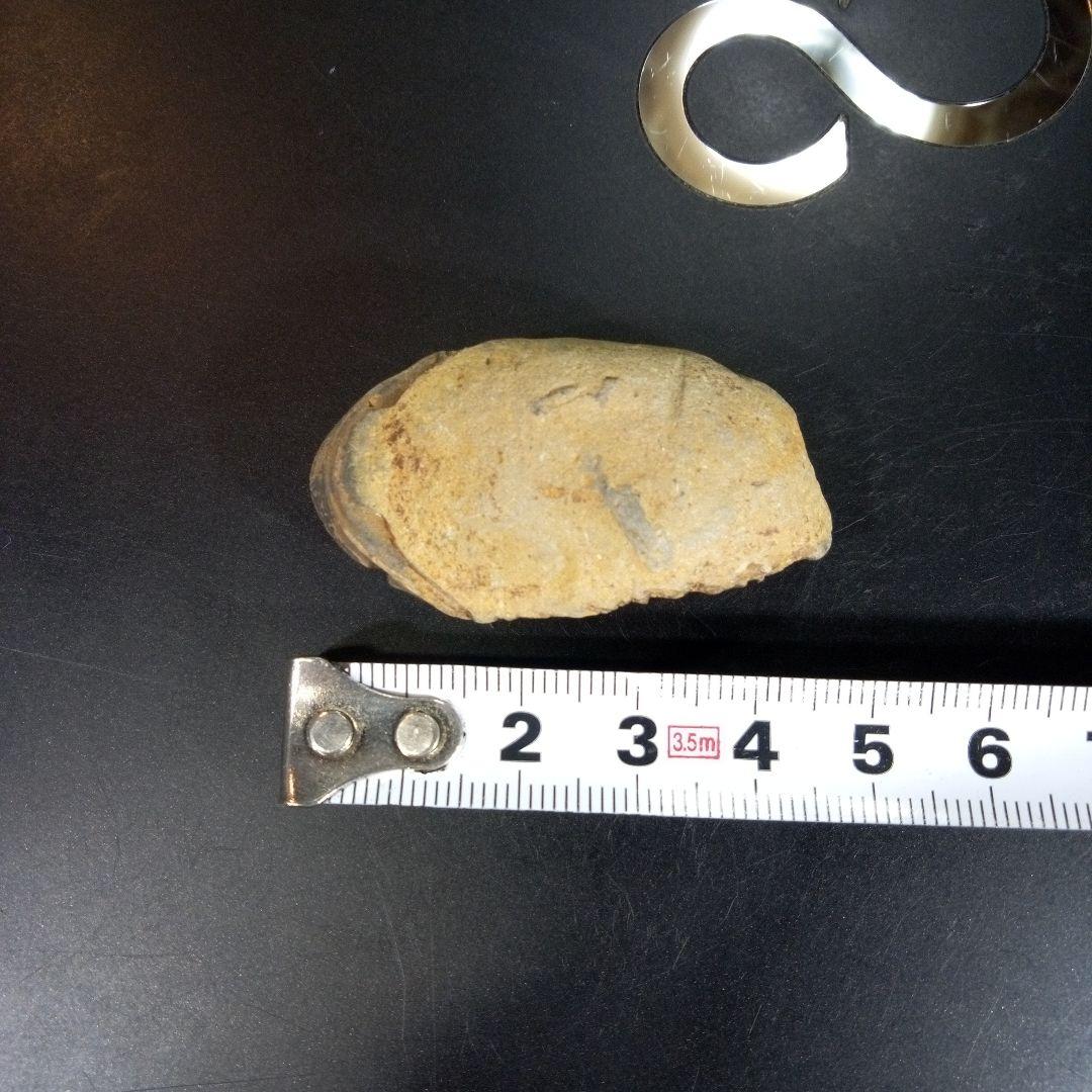 三葉虫　化石　fossil　ボリビア　trilobite　三葉虫綱　三葉虫管理⑧