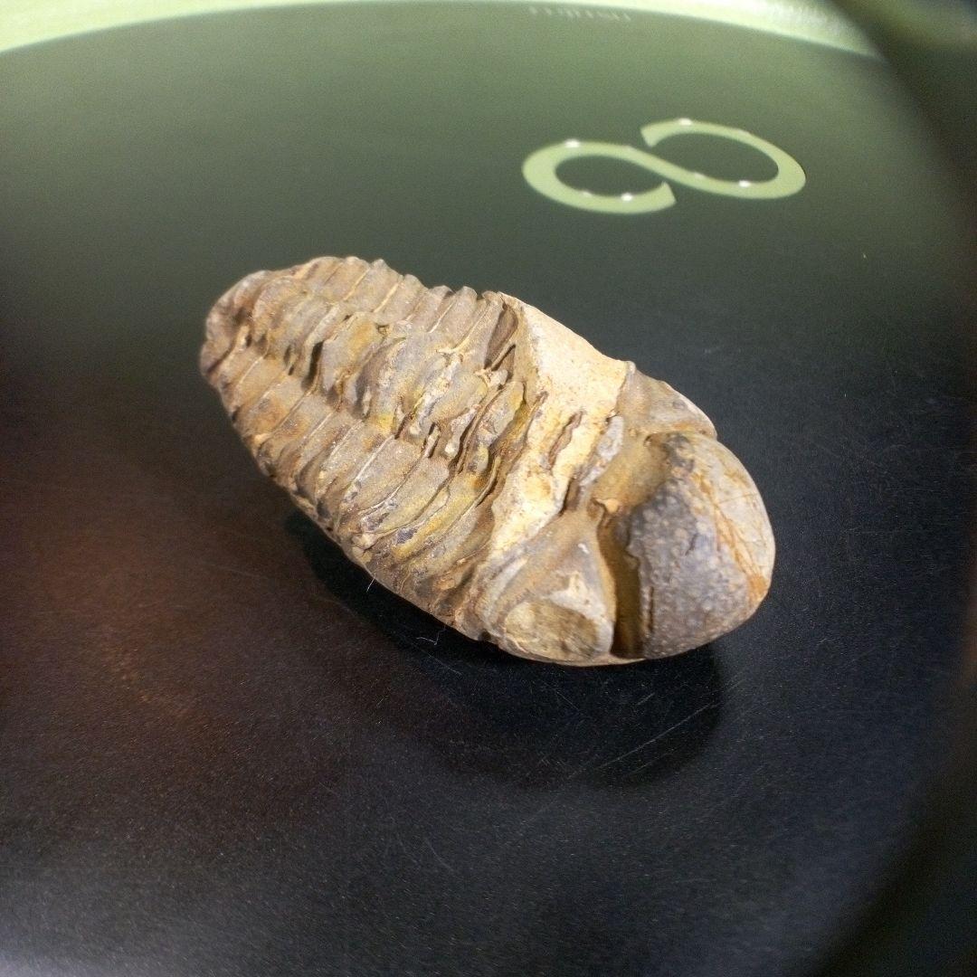 三葉虫　化石　fossil　ボリビア　trilobite　三葉虫綱　三葉虫管理⑧