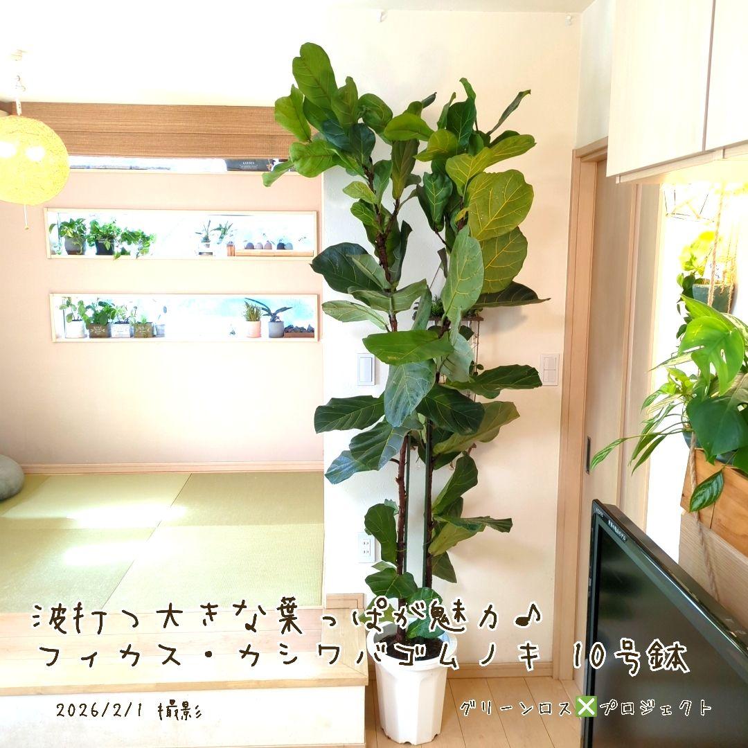 【高橋涼介LOVE⚠群馬県】フィカス・カシワバゴムノキ10号鉢