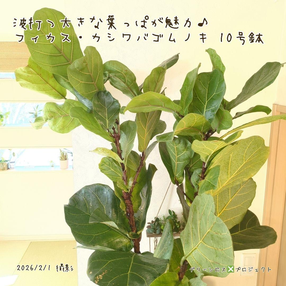 【高橋涼介LOVE⚠群馬県】フィカス・カシワバゴムノキ10号鉢