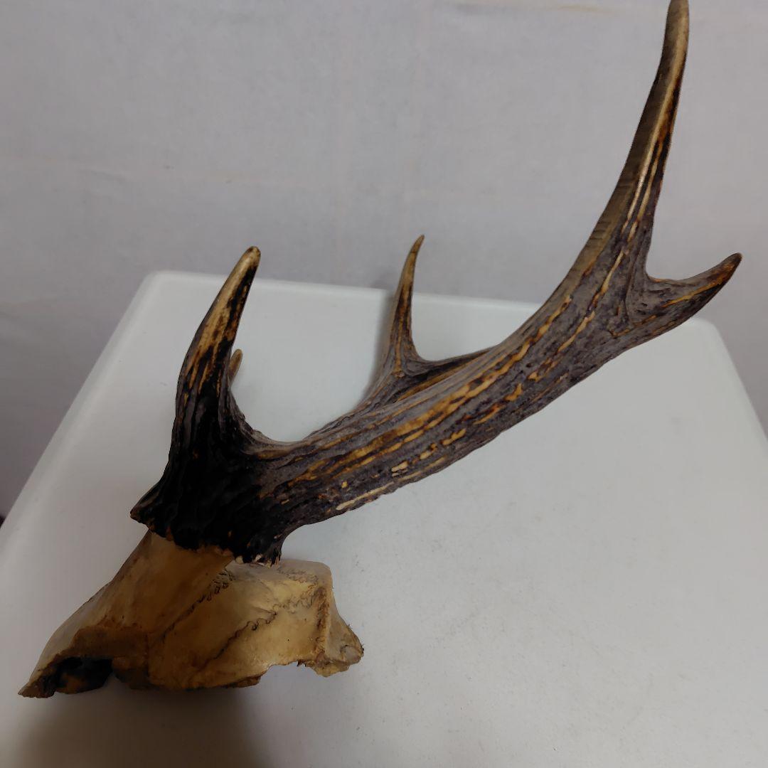 鹿の角、本物です。ディスプレイにお勧めです。
