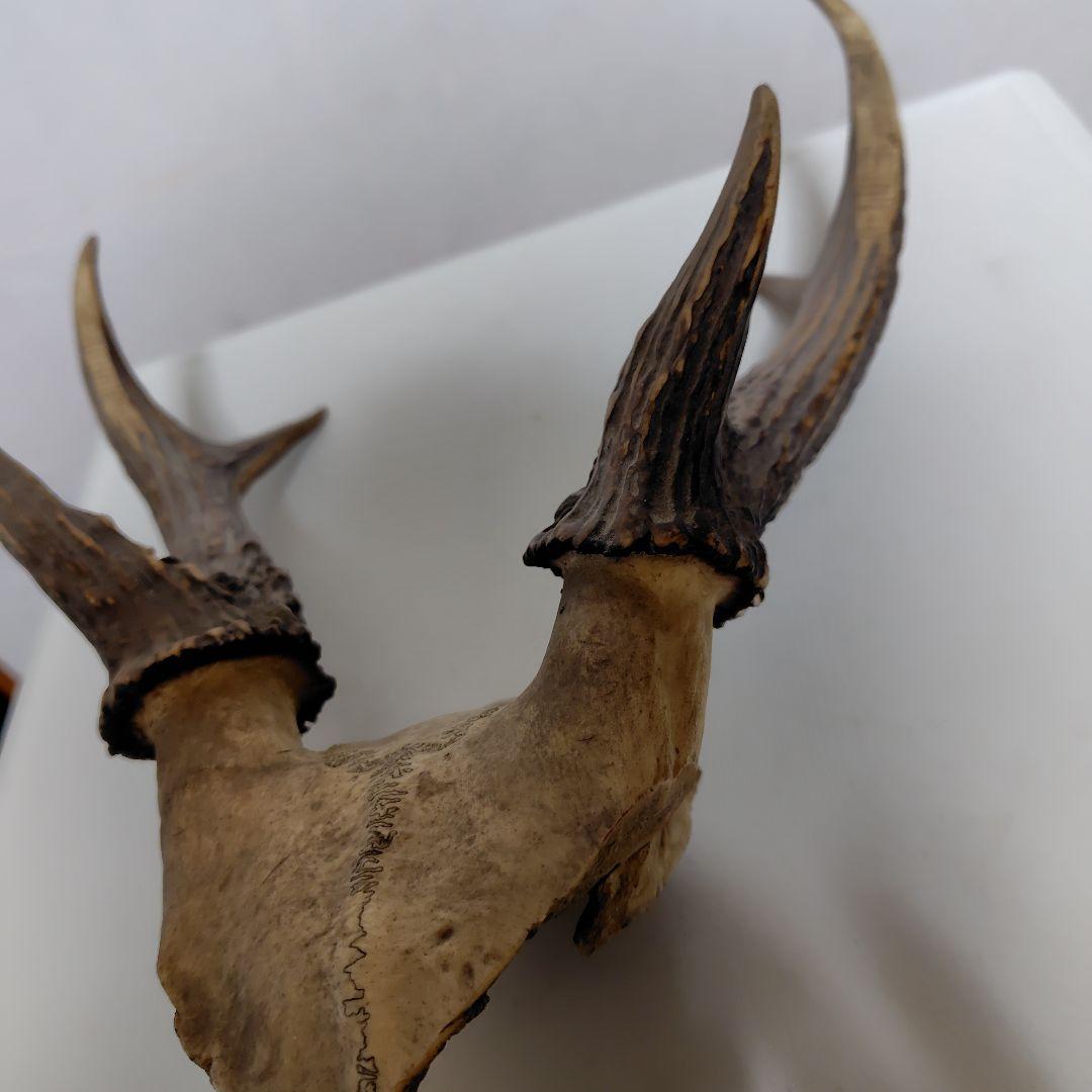 鹿の角、本物です。ディスプレイにお勧めです。