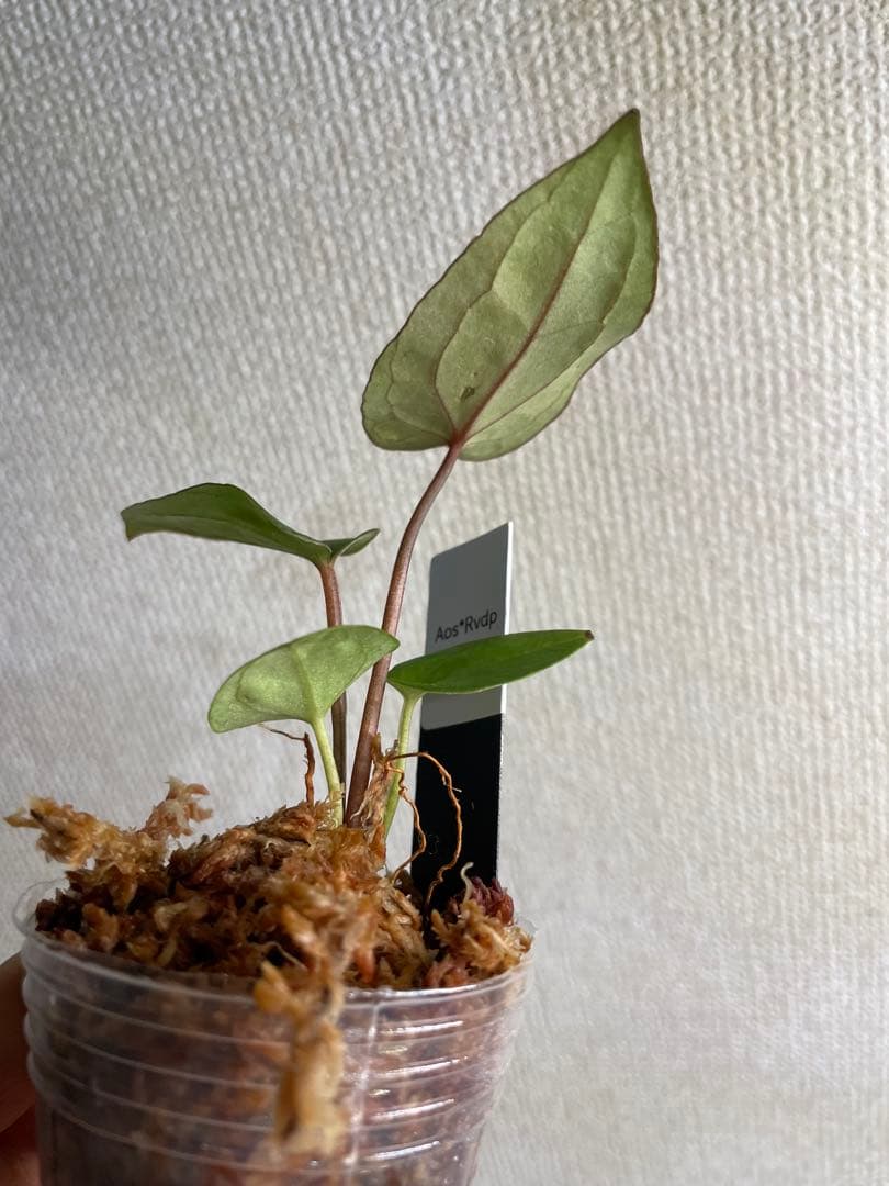植*沼様 Anthurium AOS✖️RVDP斑入り
