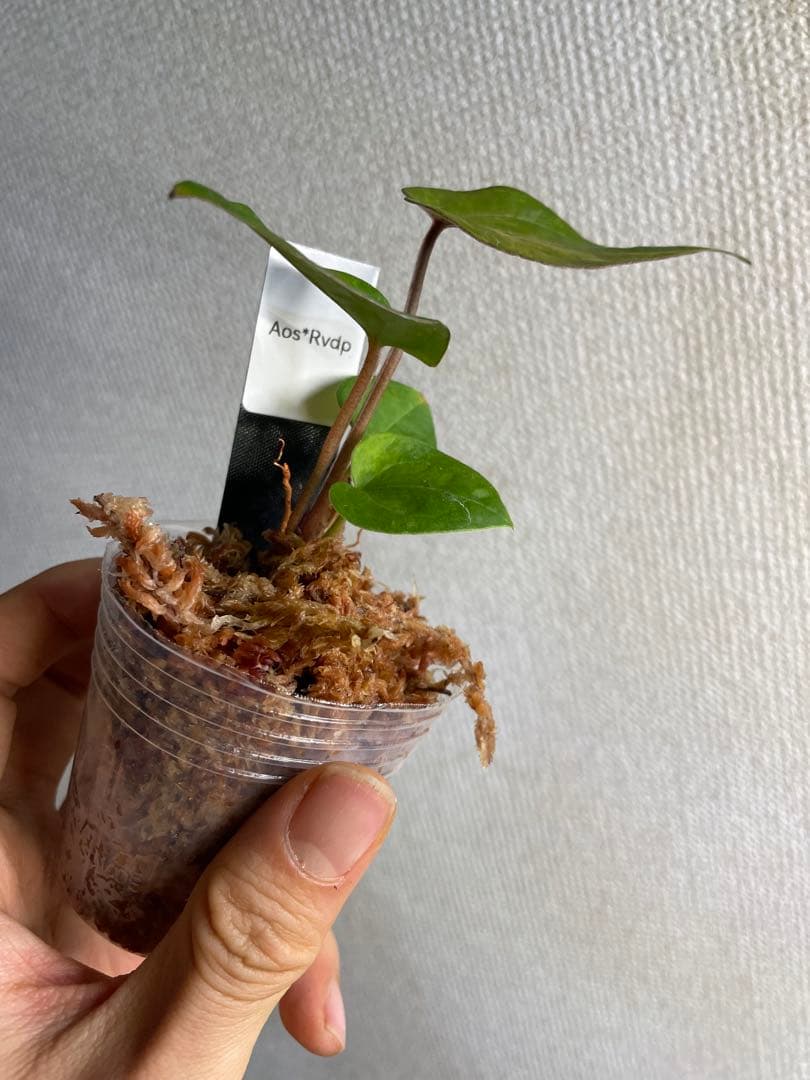 植*沼様 Anthurium AOS✖️RVDP斑入り