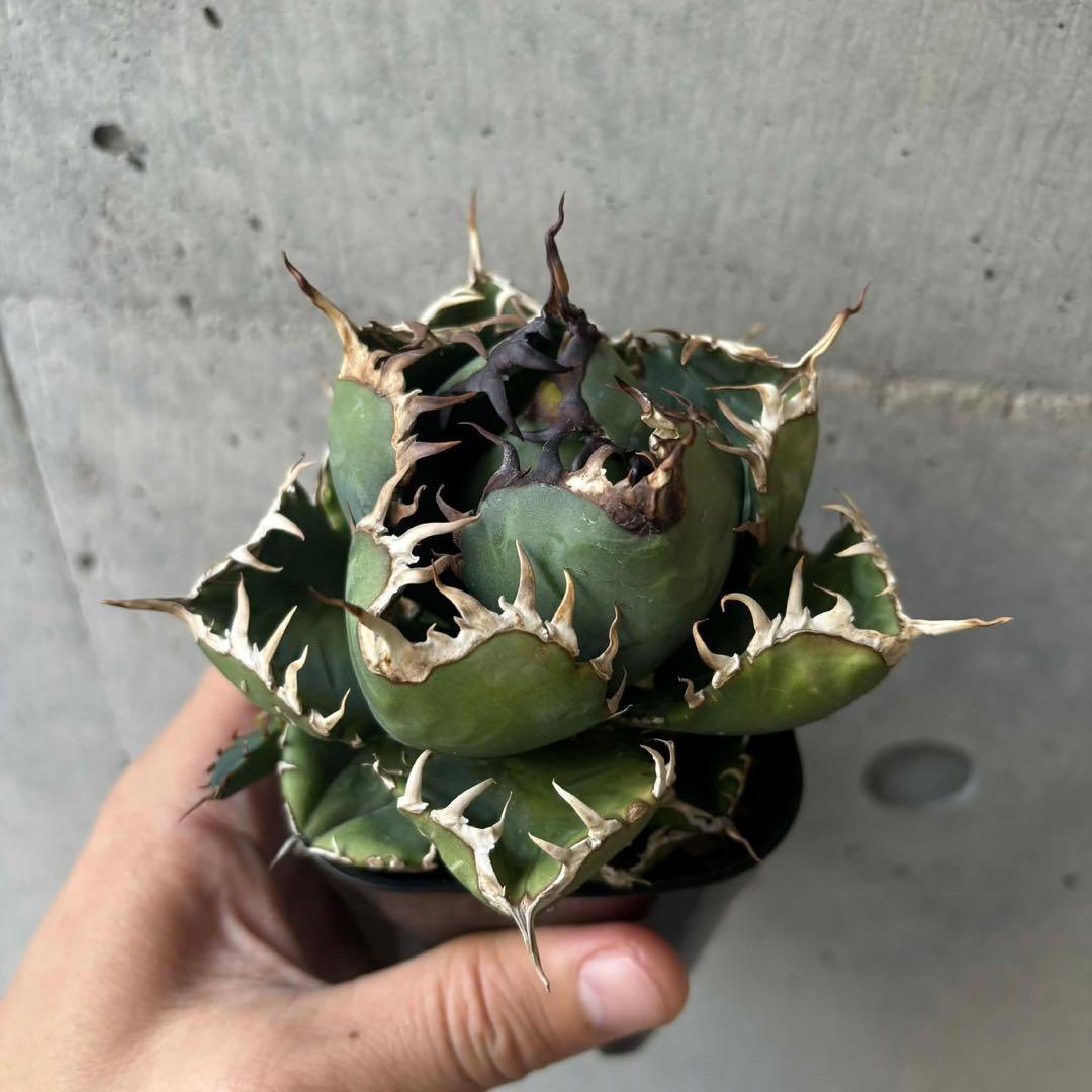 アガベ　オテロイ　王蟲　(オアハカ採取の種からの実生) 子株付き