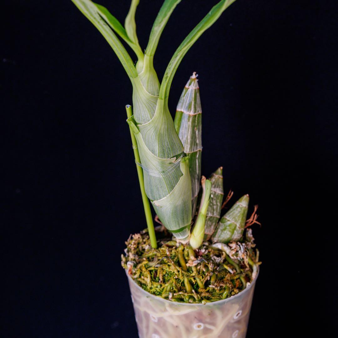 SVO 実生 タケノコ蘭 カタセタム Clowesetum