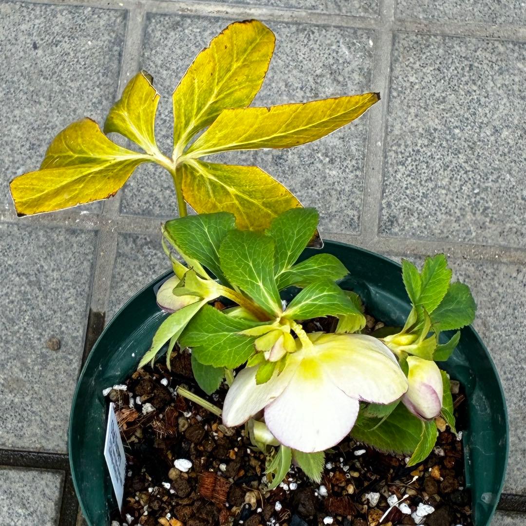 l*a様 558☘️ラスト2☘️蕾花タグ付☘️極上☘️唯一無二☘️⭐️SD⭐️蜃