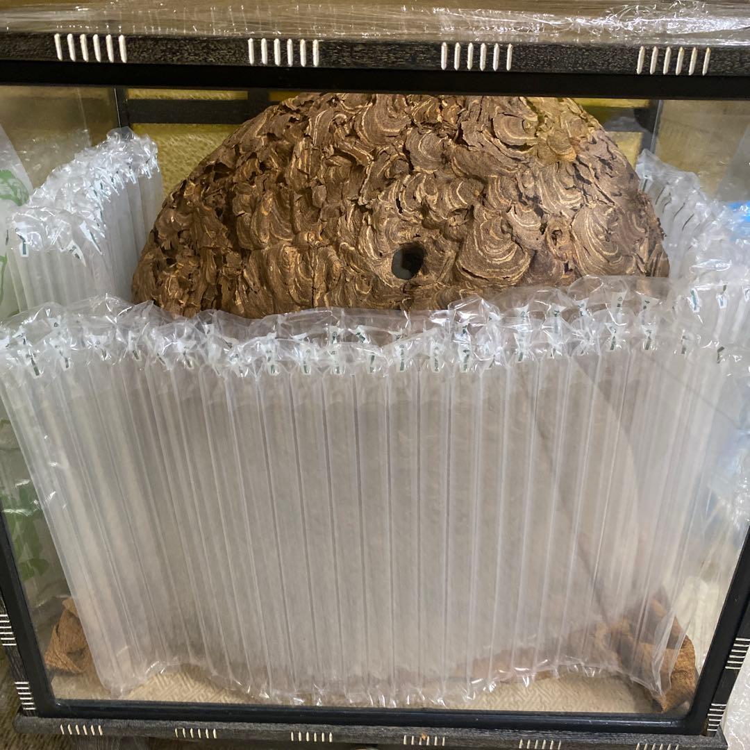 雀蜂の巣 スズメバチ ガラスケース　ハチの巣 オルゴール付きの木箱