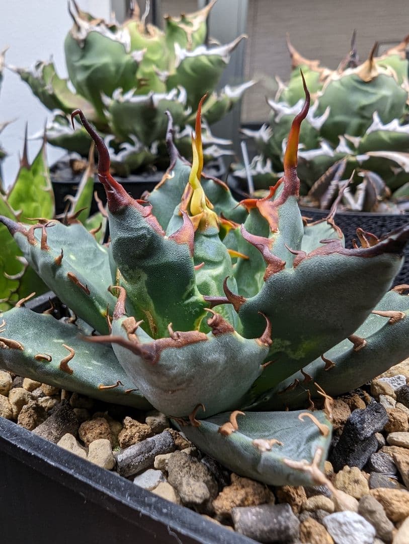 左*舷様 Agave hybrid エボリスピナ × ブラック＆ブルー 陽炎 チ