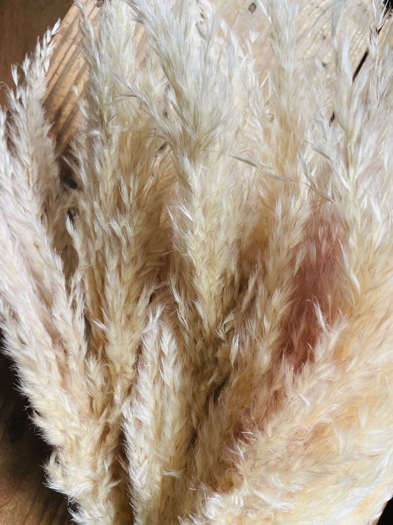 1月分　パンパスグラス　240本