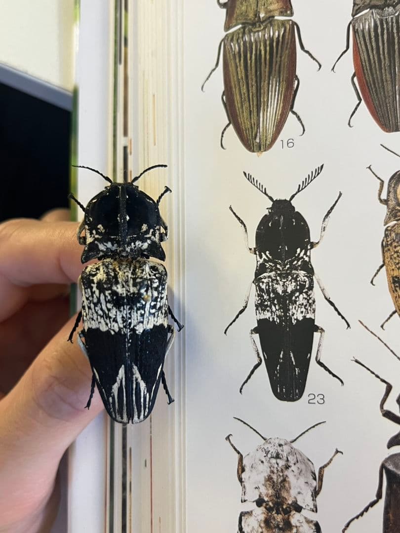 【特大極美】Lycus sp.コメツキムシ 52mmコガネムシゾウムシ昆虫標本