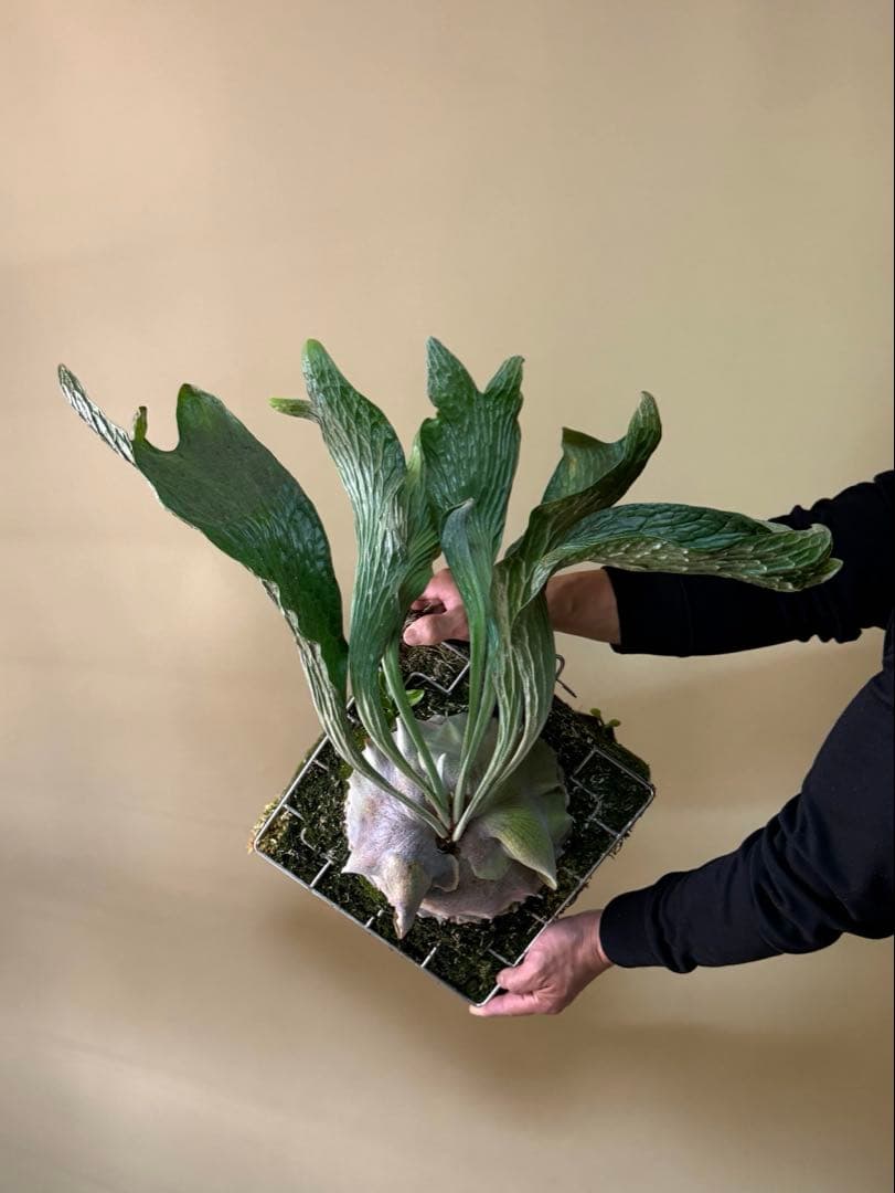 P. hillii 'Dragon Scale' ①子株ビカクシダ　良型サイズ