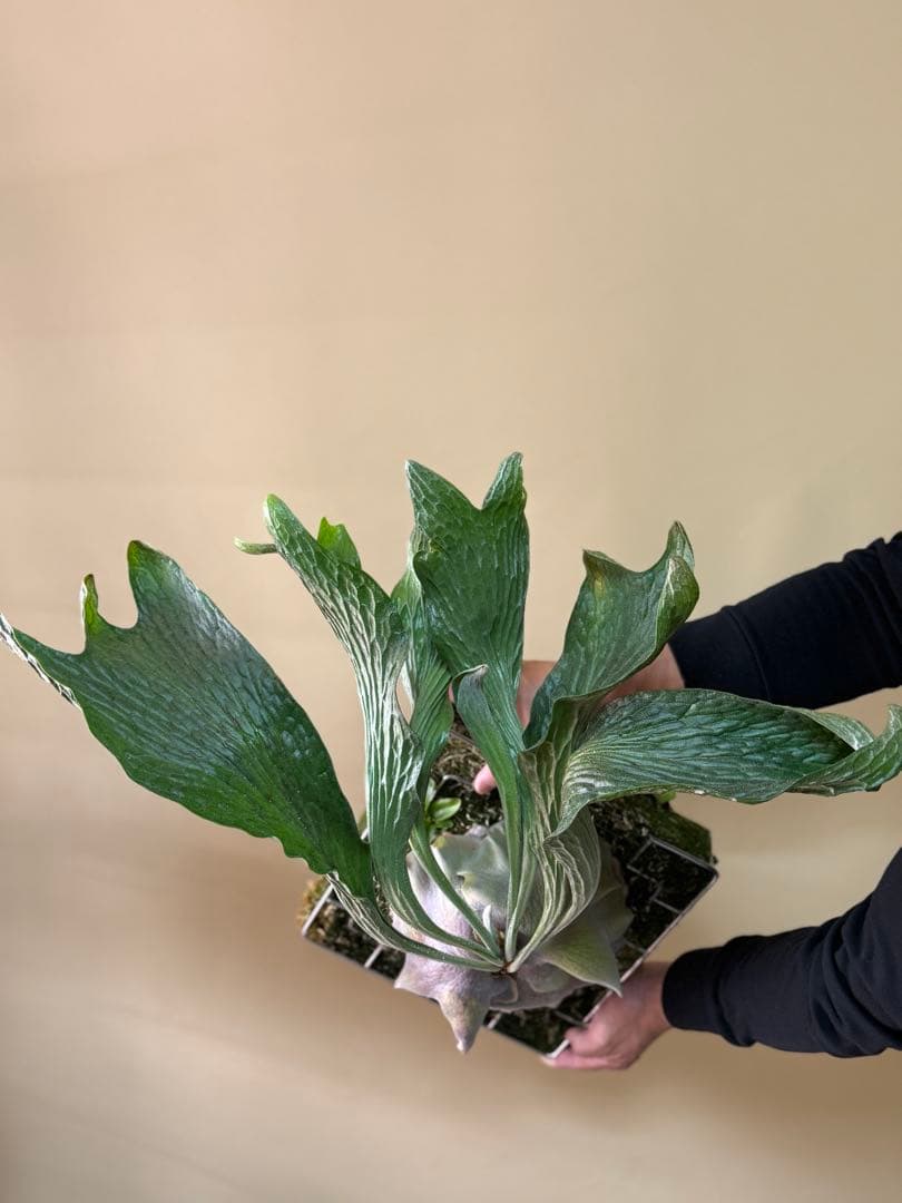 P. hillii 'Dragon Scale' ①子株ビカクシダ　良型サイズ