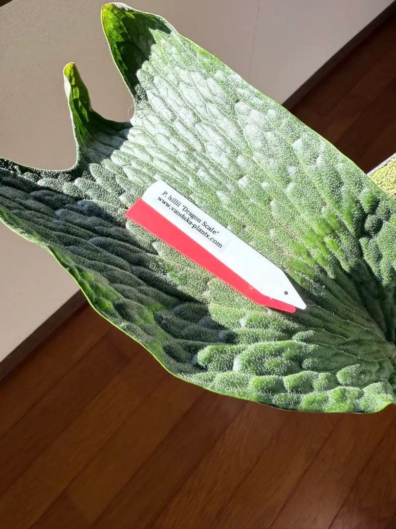 P. hillii 'Dragon Scale' ①子株ビカクシダ　良型サイズ