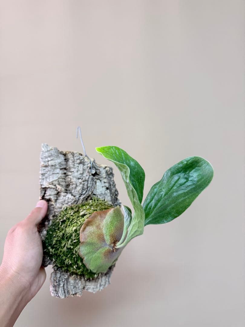 P. hillii 'Dragon Scale' ①子株ビカクシダ　良型サイズ