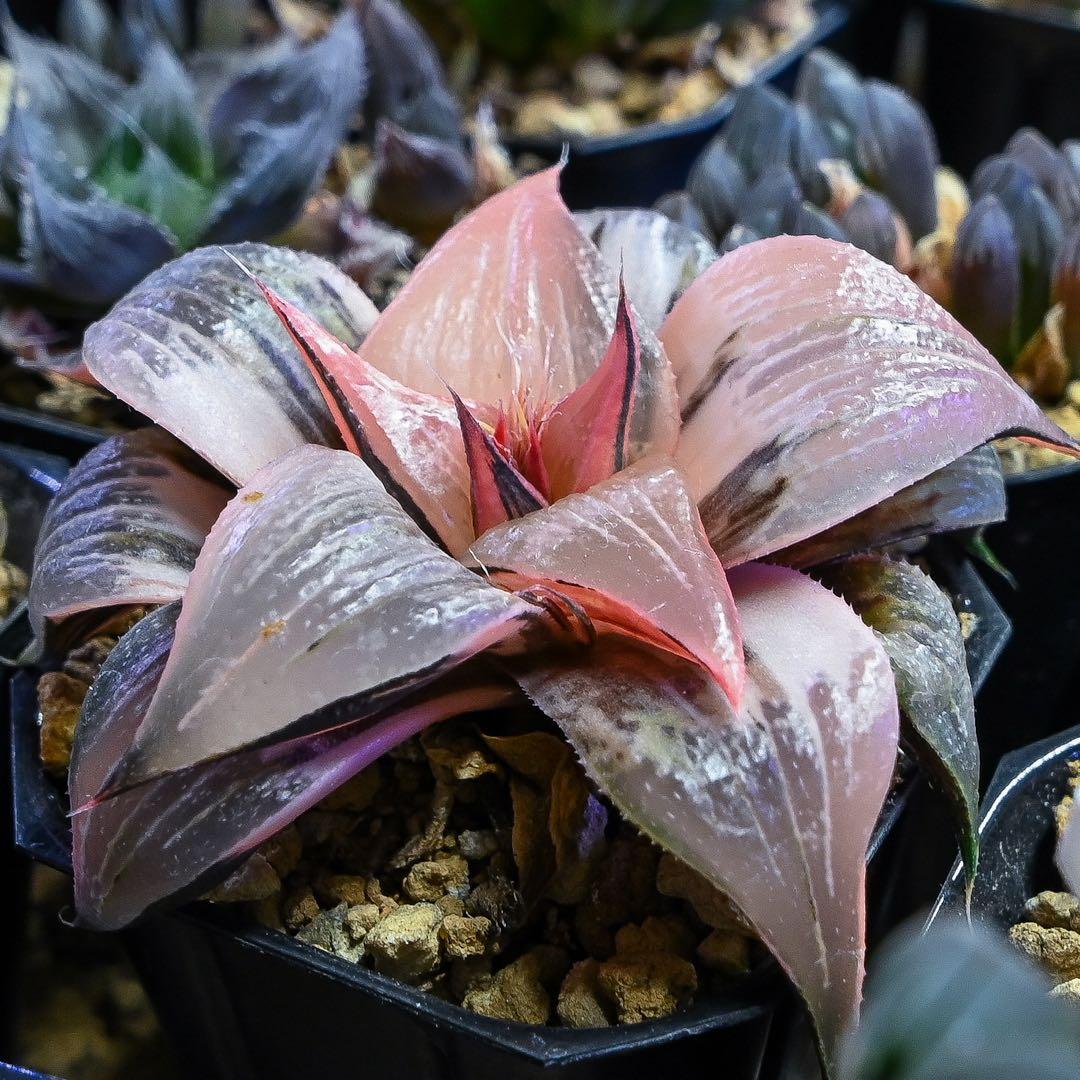 ハオルチア ピンキー錦 極上斑