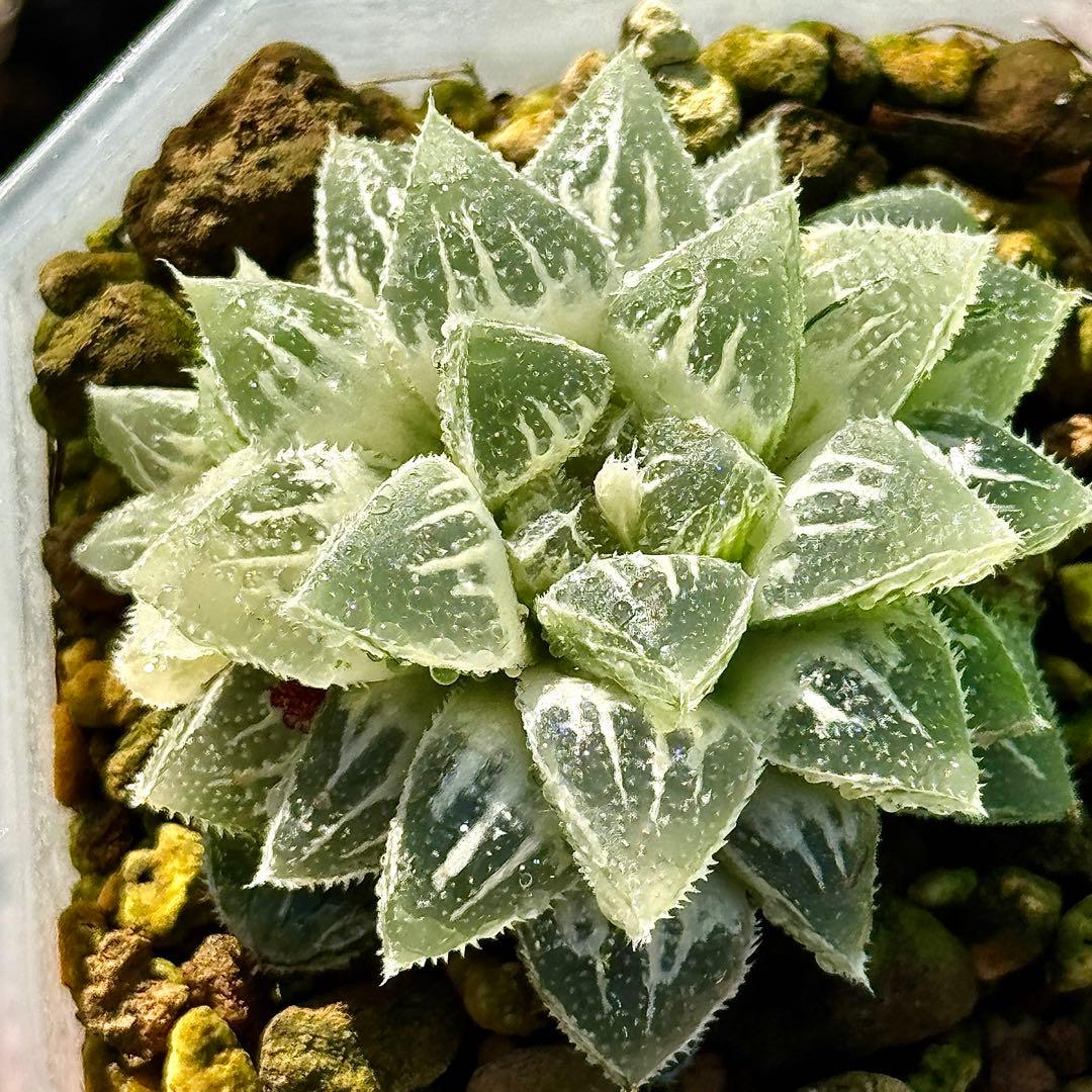 鯖*！様 氷砂糖錦　完璧な糊斑　子株付き　ハオルチア　観葉植物　55